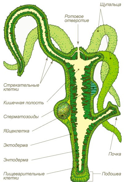 Kraken сайт tor